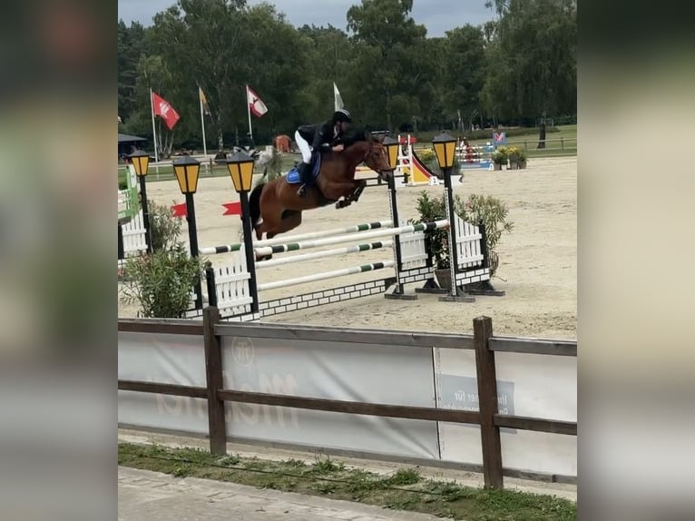 Holsteiner Stute 10 Jahre 165 cm Brauner in Tönning