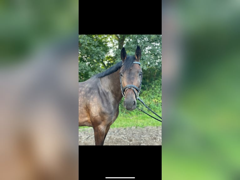 Holsteiner Stute 10 Jahre 165 cm Dunkelbrauner in Schmilau