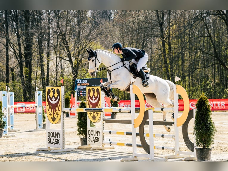 Holsteiner Stute 10 Jahre 165 cm Fliegenschimmel in Lublin
