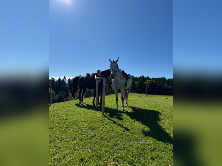 Holsteiner Stute 10 Jahre 167 cm Schimmel in Illertissen