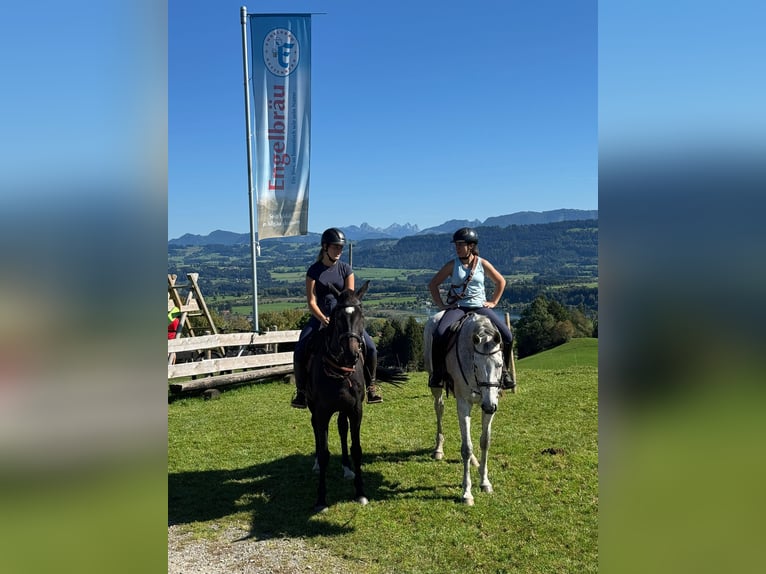 Holsteiner Stute 10 Jahre 167 cm Schimmel in Illertissen