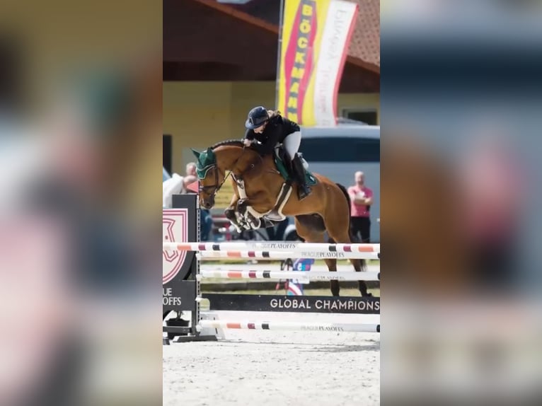 Holsteiner Stute 10 Jahre 168 cm Brauner in Praha