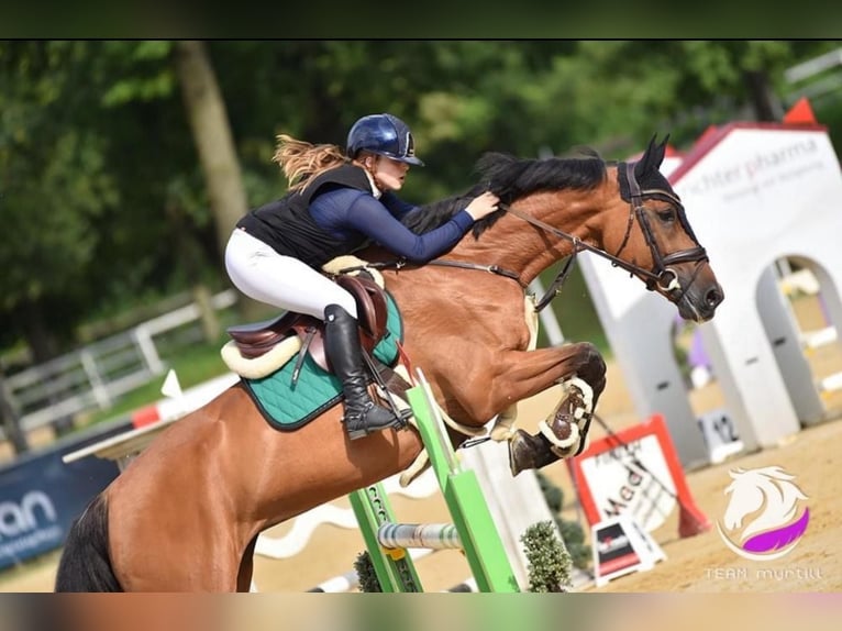 Holsteiner Stute 10 Jahre 168 cm Brauner in Praha