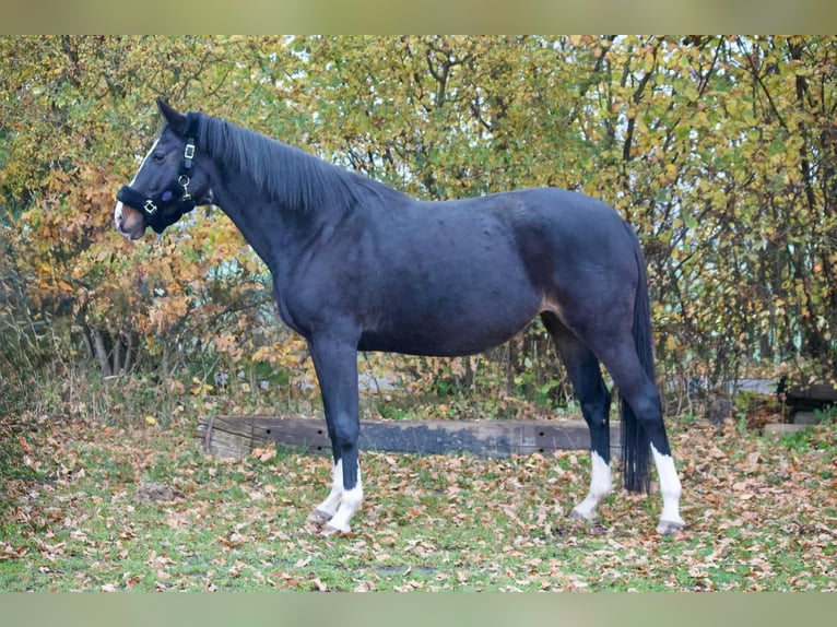 Holsteiner Stute 10 Jahre 169 cm Dunkelbrauner in Tremsbüttel