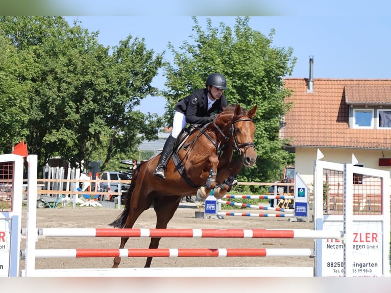 Holsteiner Stute 10 Jahre 169 cm Dunkelfuchs in Aulendorf