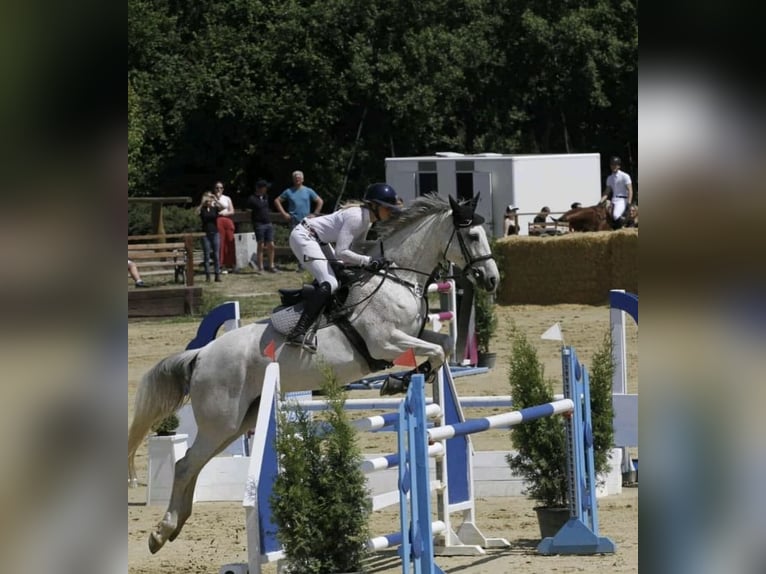 Holsteiner Stute 10 Jahre 169 cm Schimmel in Breydin