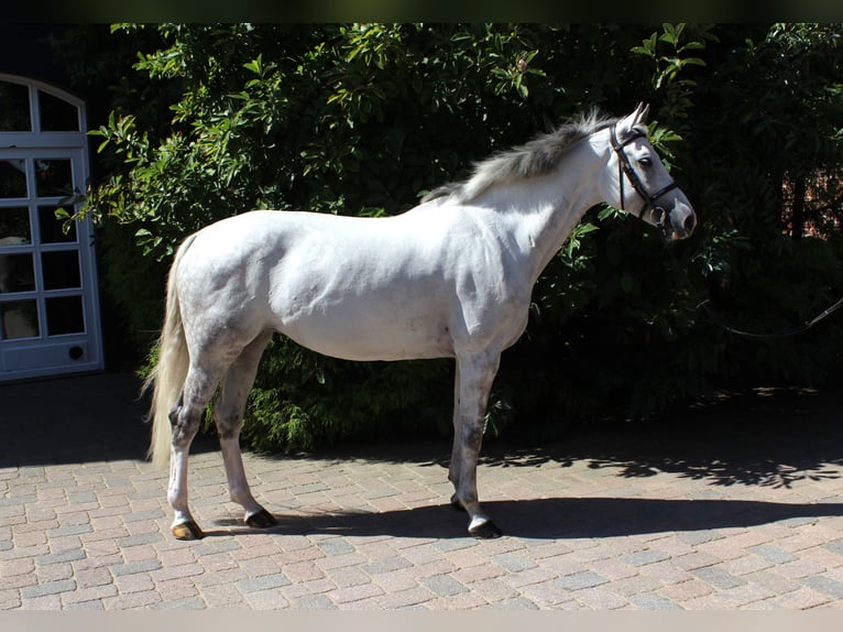 Holsteiner Stute 10 Jahre 169 cm Schimmel in Langlingen