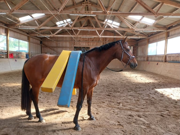 Holsteiner Stute 10 Jahre 170 cm Brauner in Moorenweis