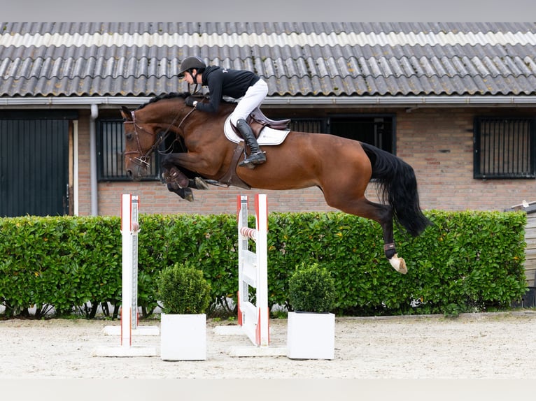 Holsteiner Stute 10 Jahre 170 cm Brauner in Waddinxveen