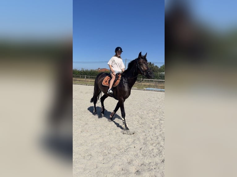 Holsteiner Stute 10 Jahre 171 cm Dunkelbrauner in Roeselare