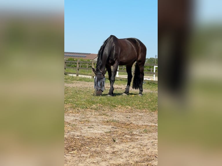Holsteiner Stute 10 Jahre 171 cm Dunkelbrauner in Roeselare