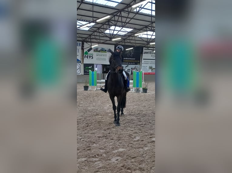 Holsteiner Stute 10 Jahre 171 cm Dunkelbrauner in Roeselare