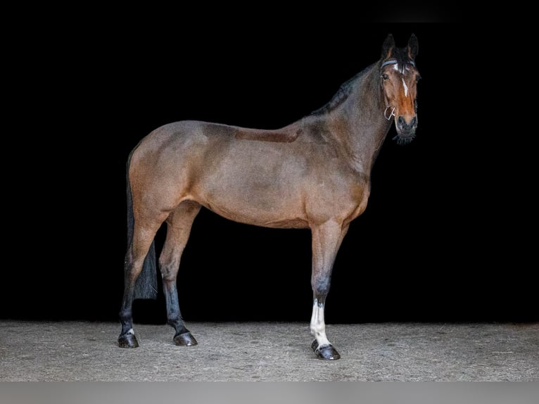 Holsteiner Stute 10 Jahre 172 cm Brauner in Poxdorf