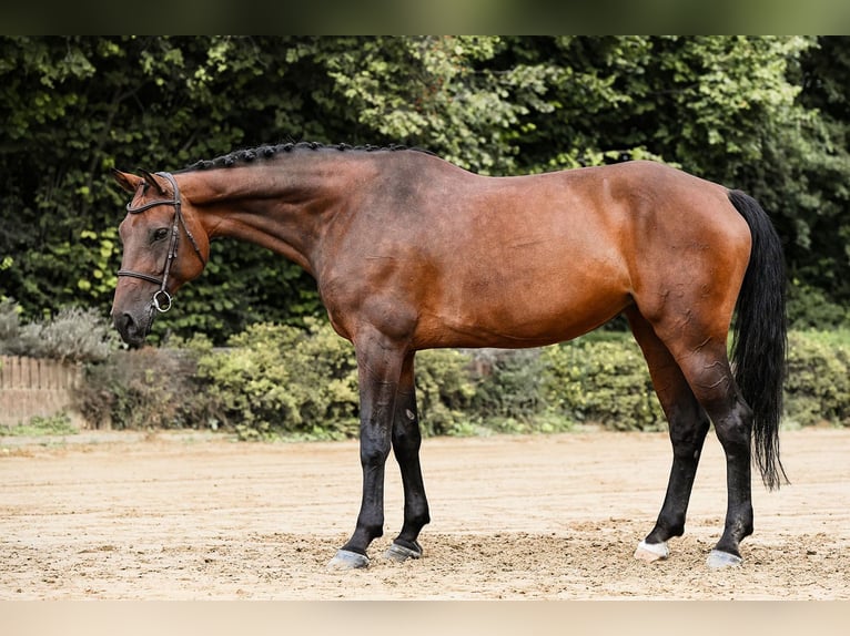 Holsteiner Stute 10 Jahre 172 cm Brauner in Riedstadt