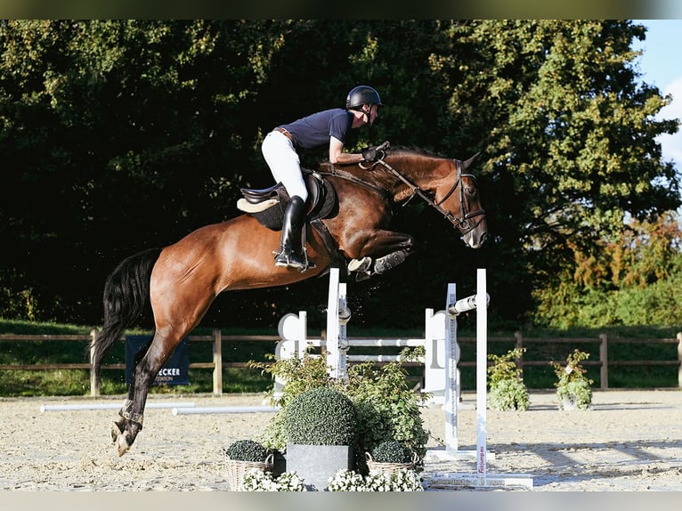 Holsteiner Stute 10 Jahre 172 cm Brauner in Riedstadt