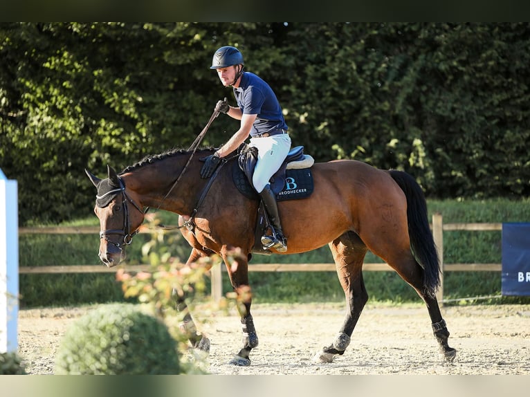Holsteiner Stute 10 Jahre 172 cm Brauner in Riedstadt