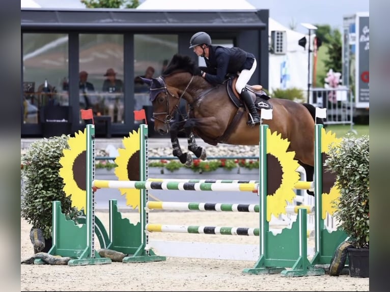 Holsteiner Stute 10 Jahre 172 cm Brauner in Sangerhausen