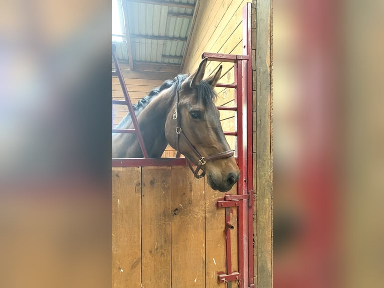 Holsteiner Stute 10 Jahre 172 cm Brauner in Gerswalde