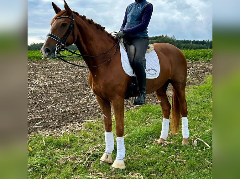 Holsteiner Stute 10 Jahre 172 cm Fuchs in Burgau