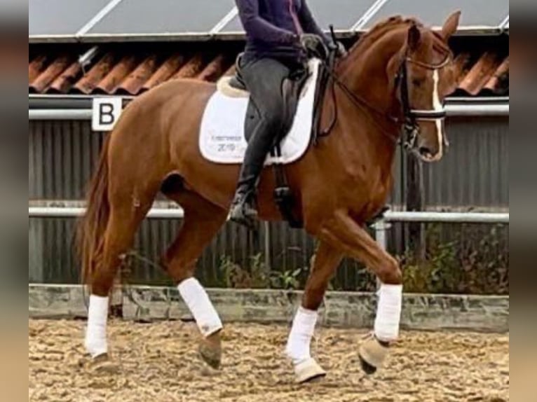 Holsteiner Stute 10 Jahre 172 cm Fuchs in Burgau