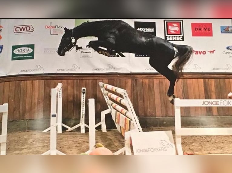 Holsteiner Stute 10 Jahre 172 cm Schimmel in Namur