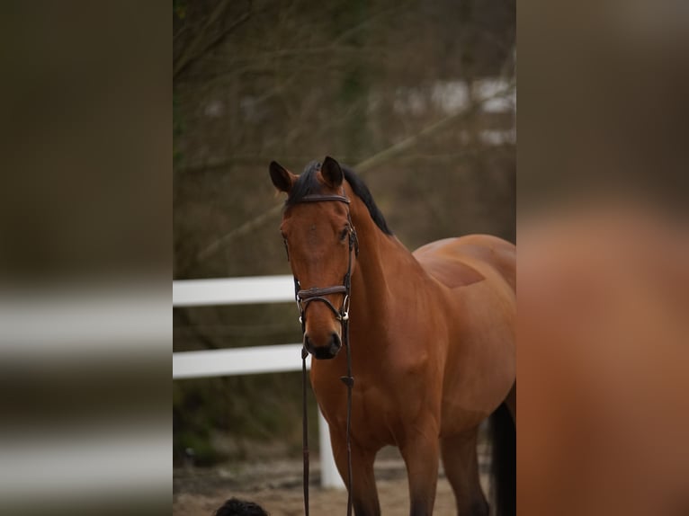 Holsteiner Stute 10 Jahre 174 cm Brauner in Engelburg