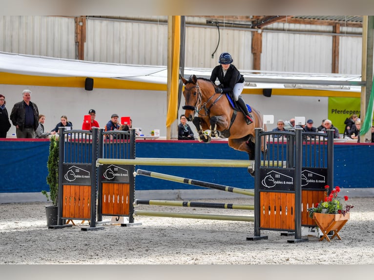 Holsteiner Stute 10 Jahre 174 cm Brauner in Engelburg