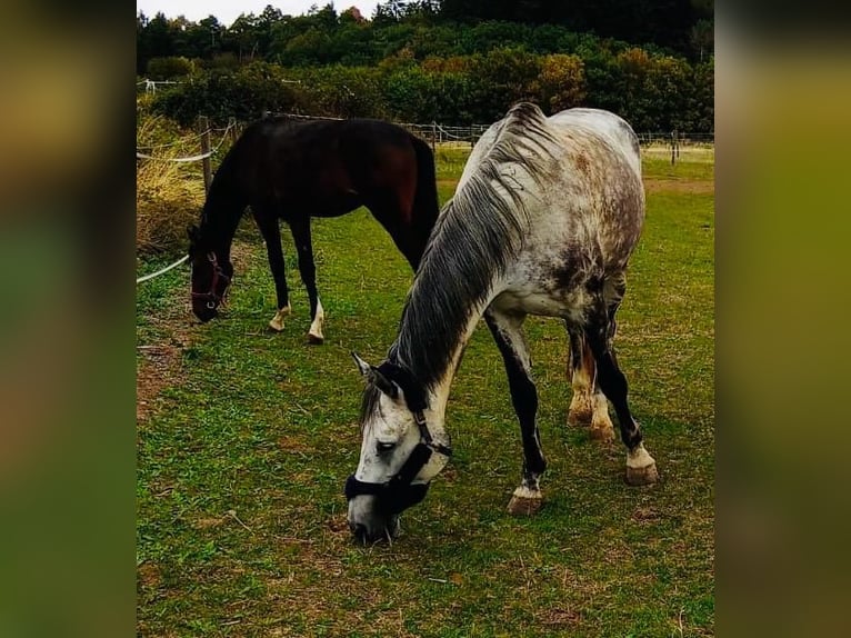 Holsteiner Stute 10 Jahre 174 cm Schimmel in Ettringen