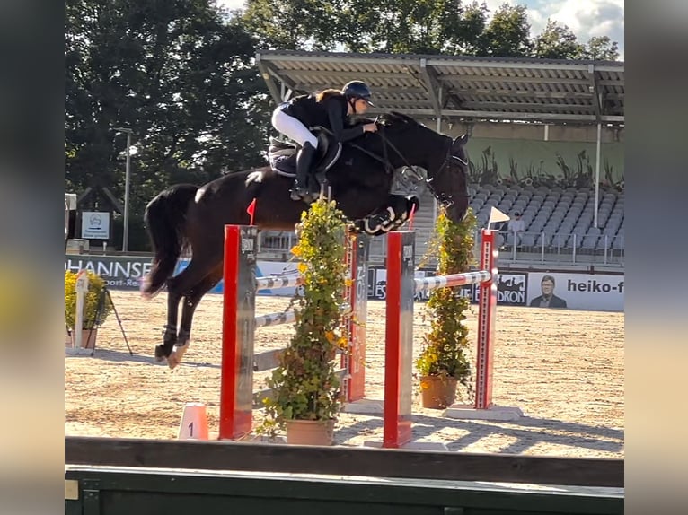 Holsteiner Stute 10 Jahre 175 cm Dunkelbrauner in Grambek