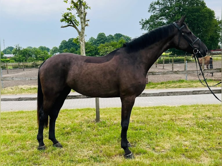 Holsteiner Stute 10 Jahre 179 cm Schwarzbrauner in Borken