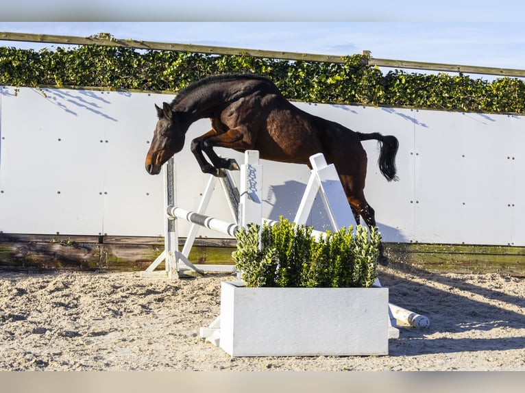 Holsteiner Stute 11 Jahre 159 cm Brauner in Waddinxveen