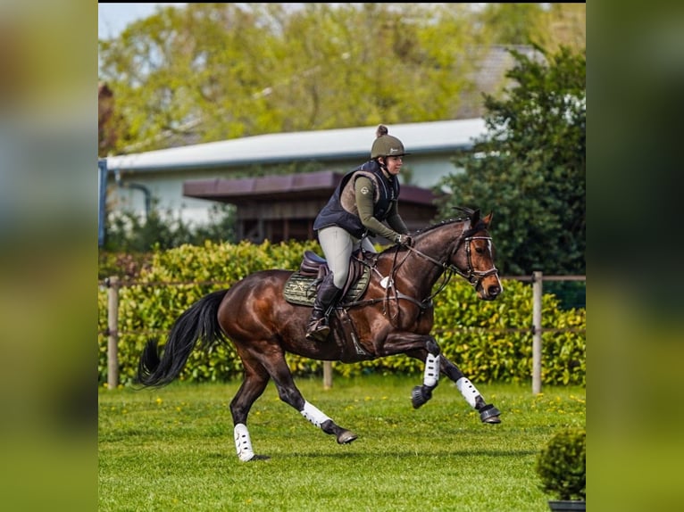 Holsteiner Stute 11 Jahre 160 cm Brauner in Schwanewede