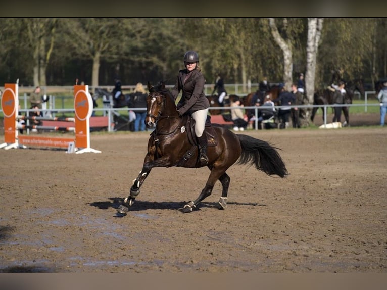 Holsteiner Stute 11 Jahre 160 cm Brauner in Schwanewede