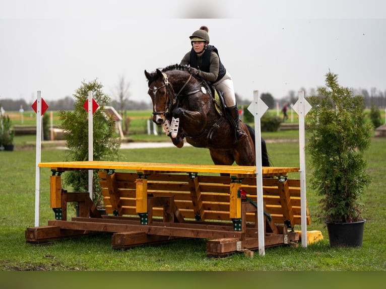 Holsteiner Stute 11 Jahre 160 cm Brauner in Schwanewede
