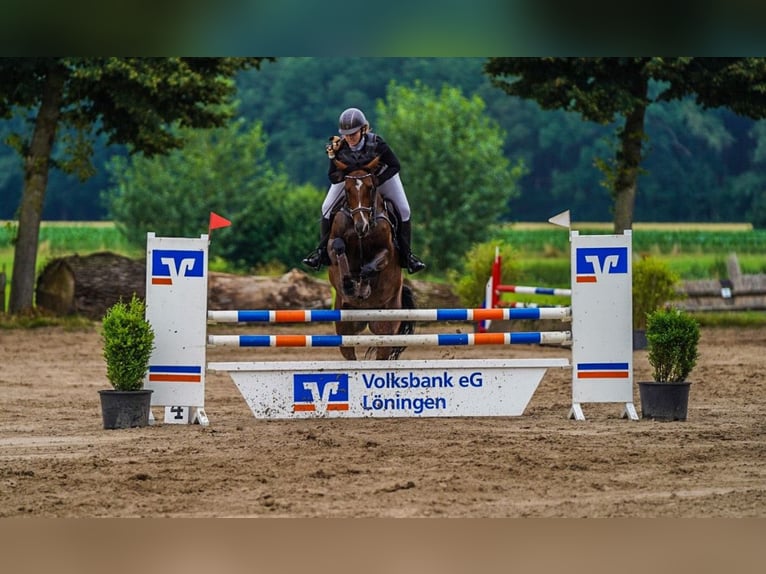 Holsteiner Stute 11 Jahre 160 cm Brauner in Schwanewede