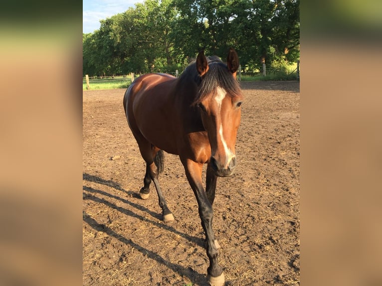 Holsteiner Stute 11 Jahre 160 cm Brauner in Schwanewede