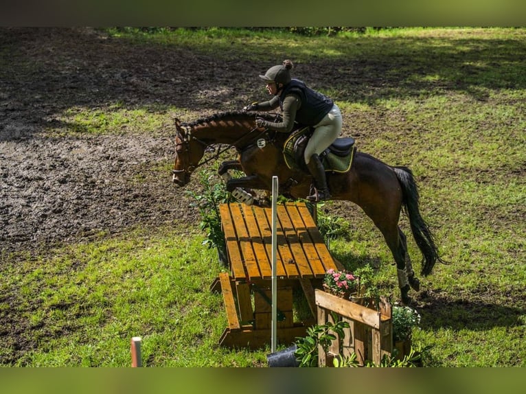 Holsteiner Stute 11 Jahre 160 cm Brauner in Schwanewede