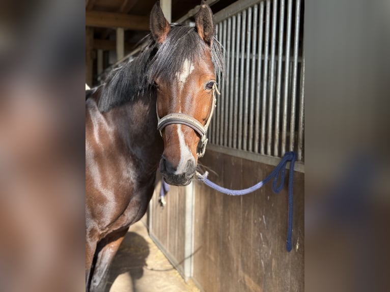 Holsteiner Stute 11 Jahre 160 cm Brauner in Schwanewede