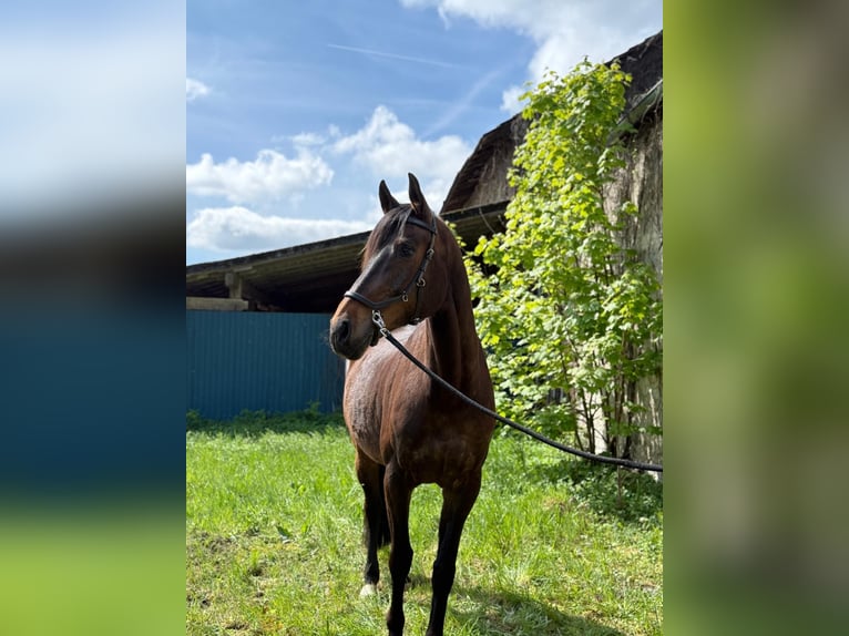 Holsteiner Stute 11 Jahre 165 cm Brauner in Neuwied