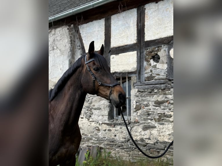 Holsteiner Stute 11 Jahre 165 cm Brauner in Neuwied