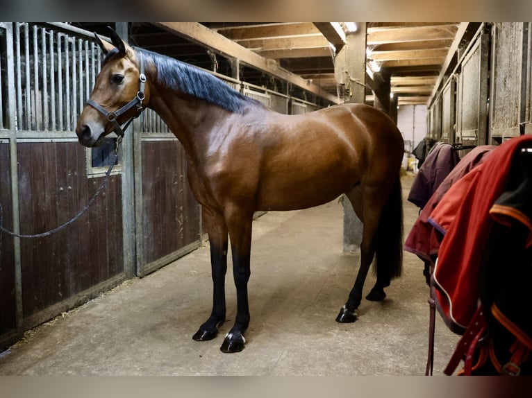 Holsteiner Stute 11 Jahre 165 cm Brauner in Kuden