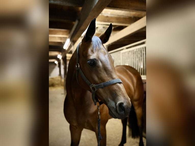 Holsteiner Stute 11 Jahre 165 cm Brauner in Kuden