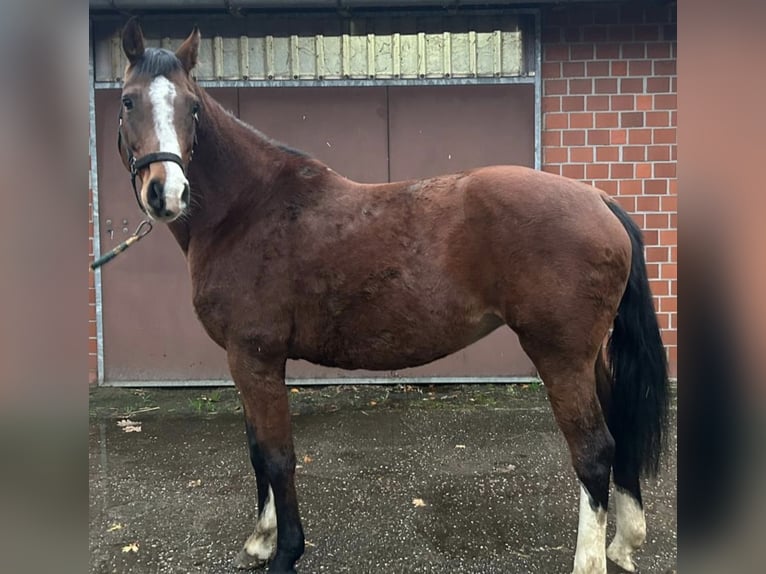 Holsteiner Stute 11 Jahre 165 cm Brauner in Lathen