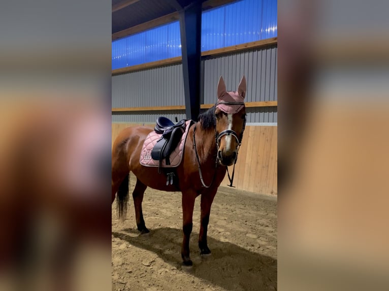 Holsteiner Stute 11 Jahre 166 cm Brauner in L&#xFC;neburg