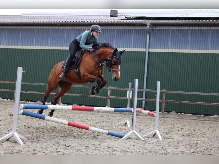 Holsteiner Stute 11 Jahre 166 cm Brauner in L&#xFC;neburg