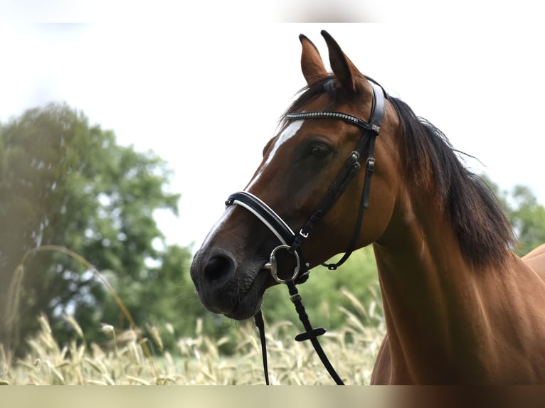 Holsteiner Stute 11 Jahre 166 cm Brauner in L&#xFC;neburg