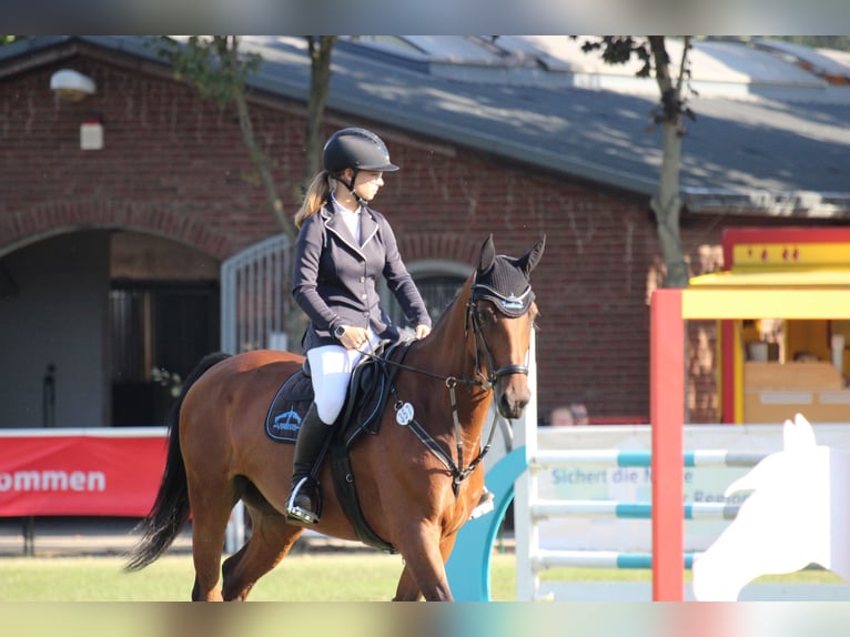 Holsteiner Stute 11 Jahre 166 cm Brauner in Bad Freienwalde