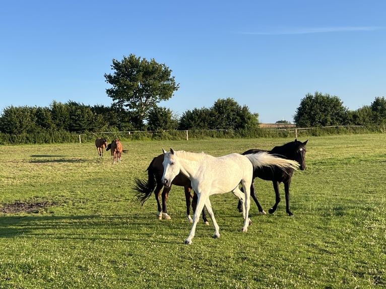 Holsteiner Stute 11 Jahre 166 cm Fliegenschimmel in Gelting