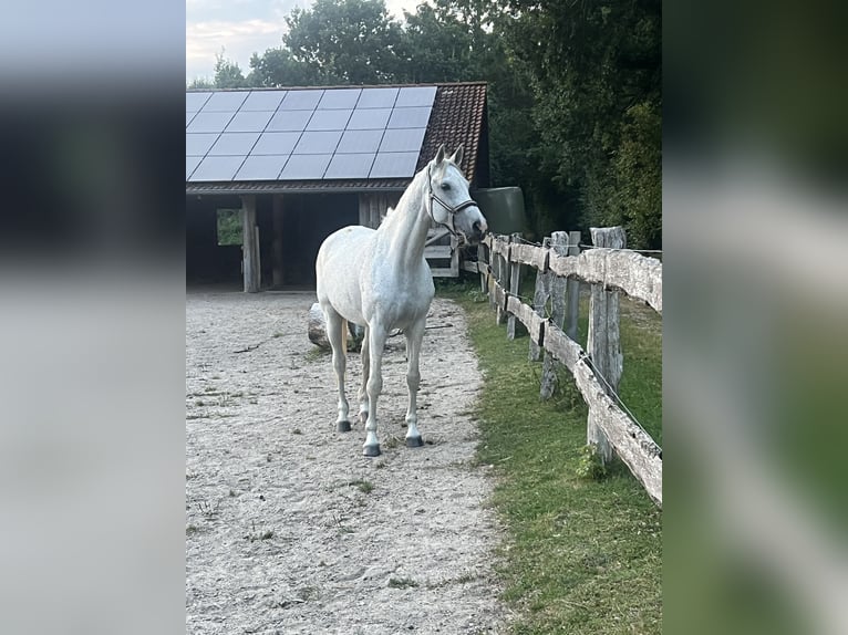 Holsteiner Stute 11 Jahre 166 cm Fliegenschimmel in Gelting