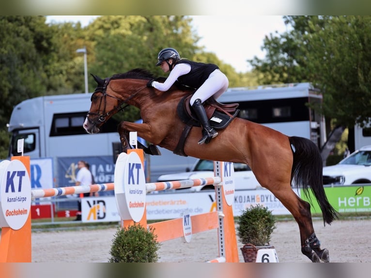 Holsteiner Stute 11 Jahre 167 cm Brauner in Kitzingen